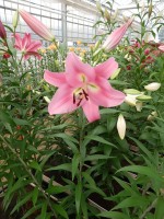 [4173 Pink Palace VWS No01.JPG]